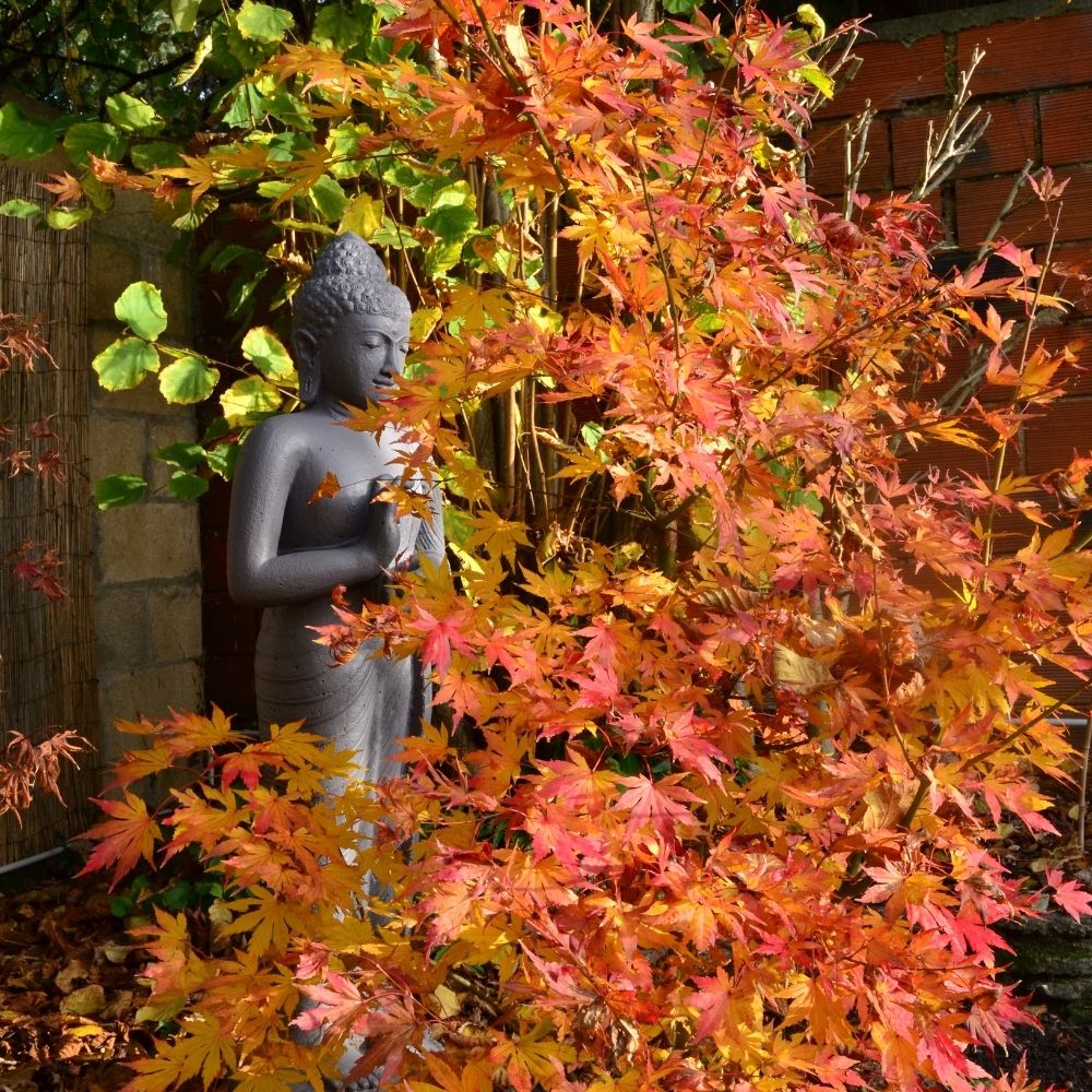 Acero giapponese o Acer palmatum Orange Dream main product photo