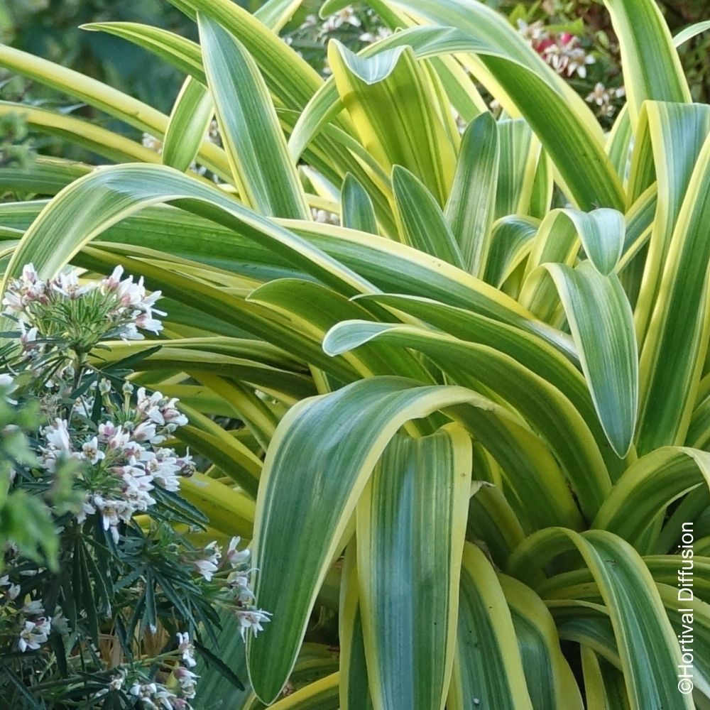 Agapanto o Agapanthus Zambesi main product photo