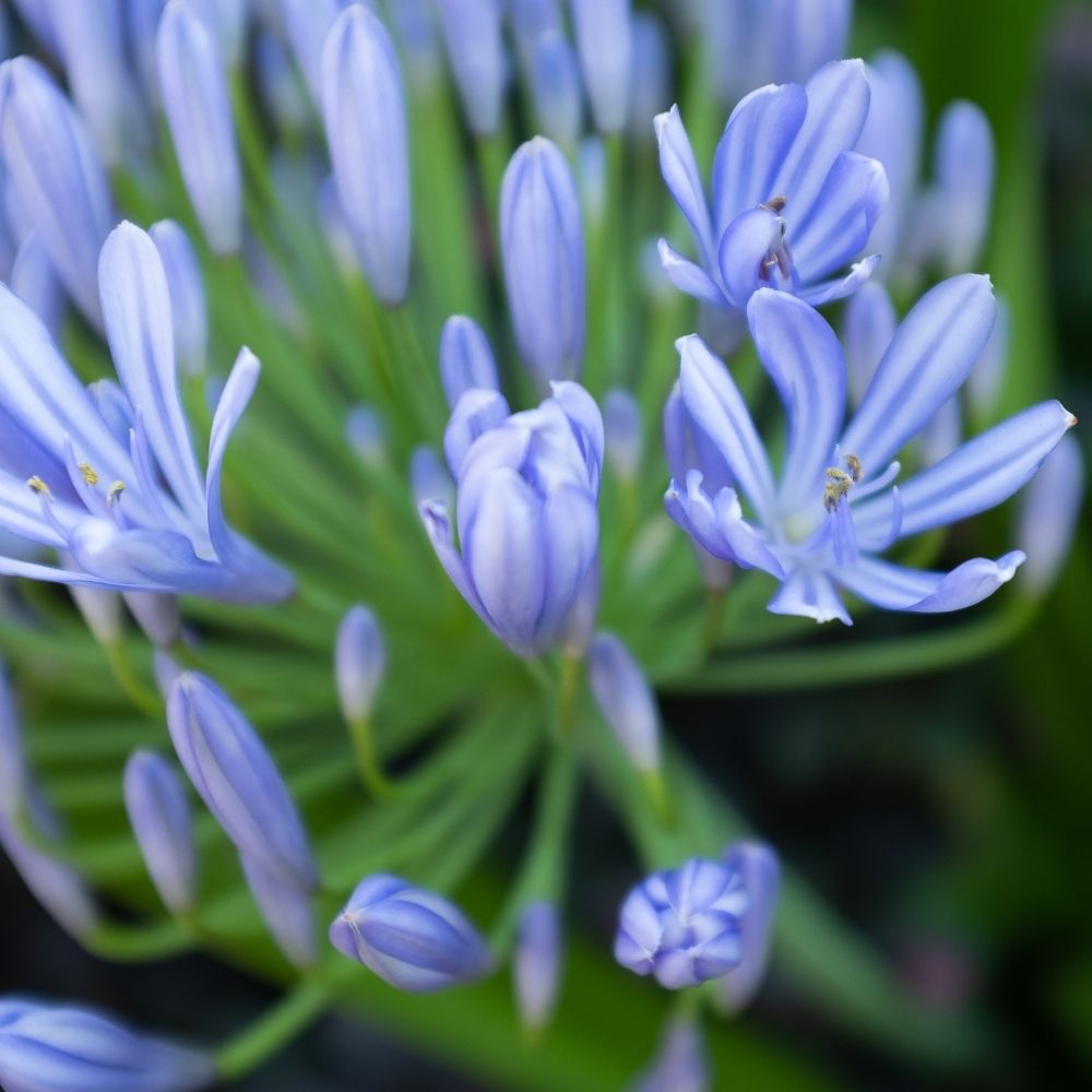 Agapanto o Agapanthus Charlotte main product photo