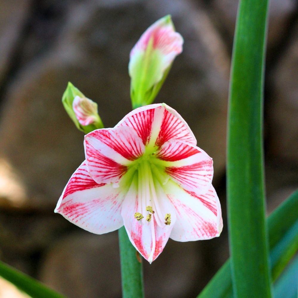 Amaryllis Clown main product photo