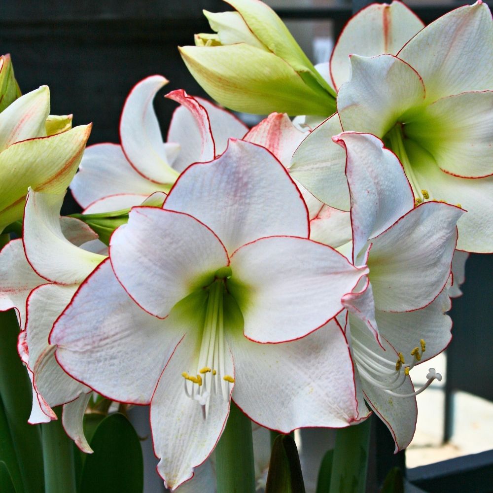 Amaryllis bianco Picotee main product photo