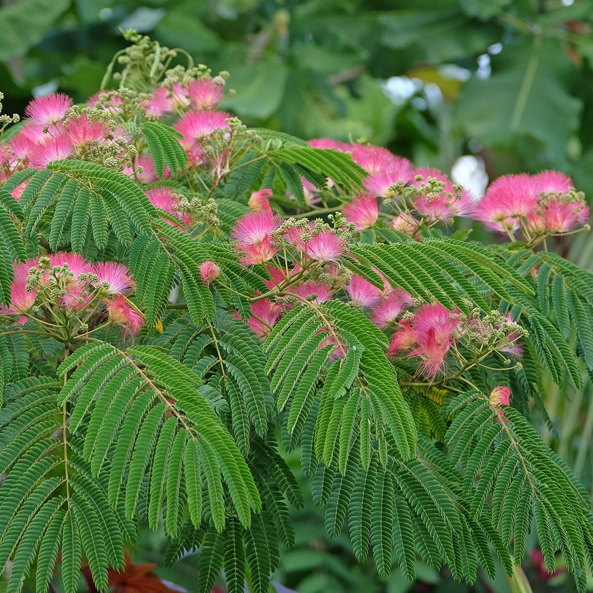 Acacia di Costantinopoli o Albizia Tropical Dream main product photo
