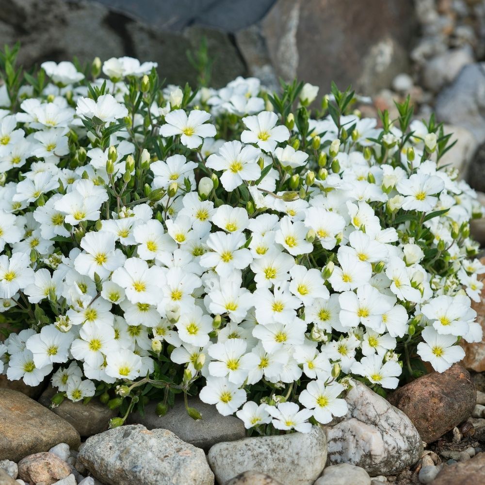 Arenaria montana main product photo
