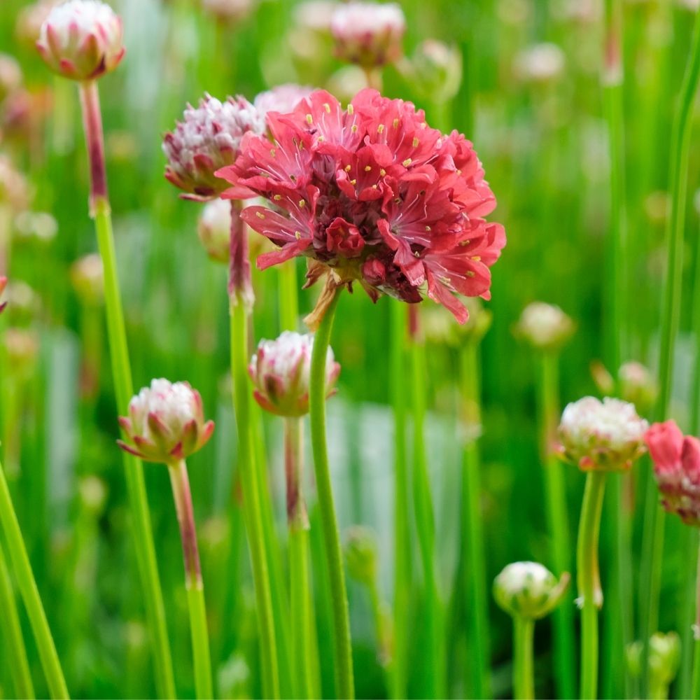 Spillone o armeria maritima Ballerina Red main product photo
