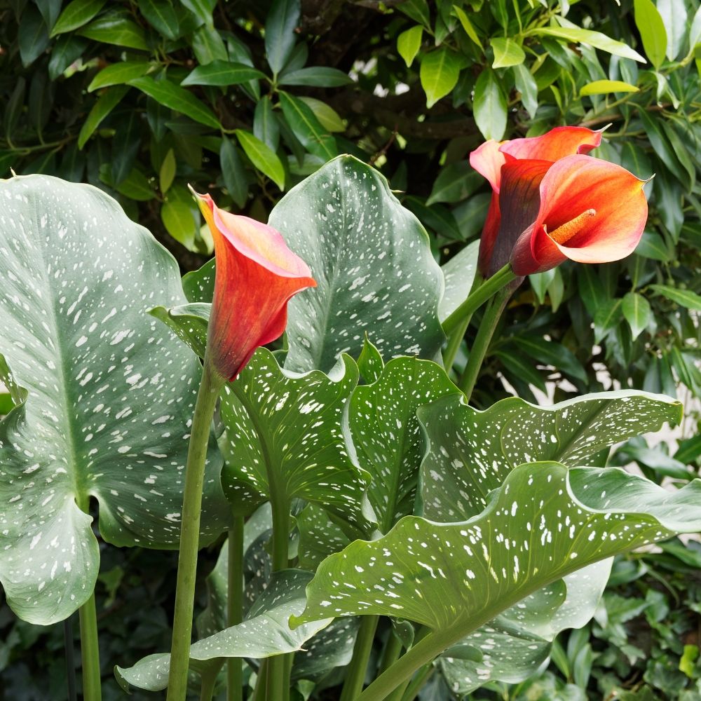 Calla Mango main product photo