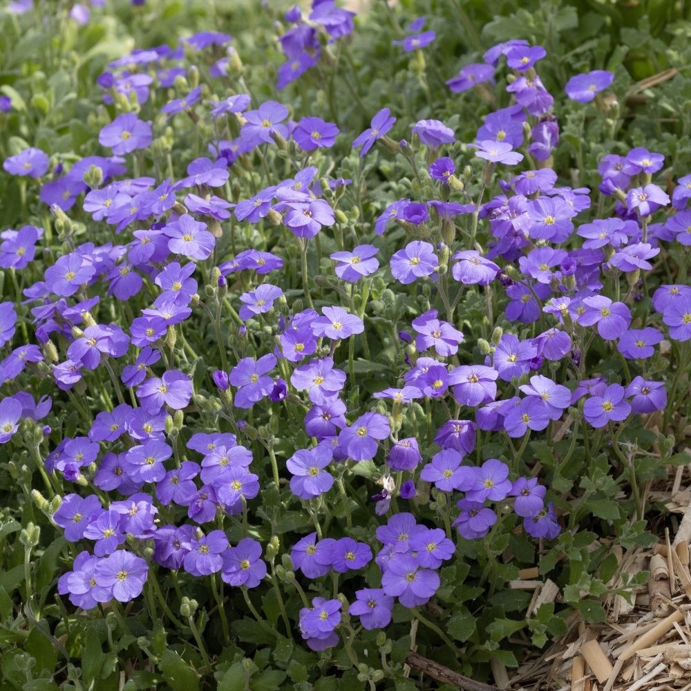 Aubrezia blu main product photo