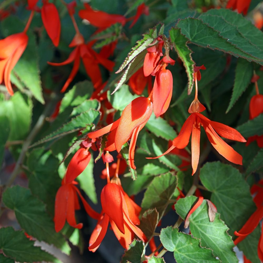 Begonia Bertinii main product photo