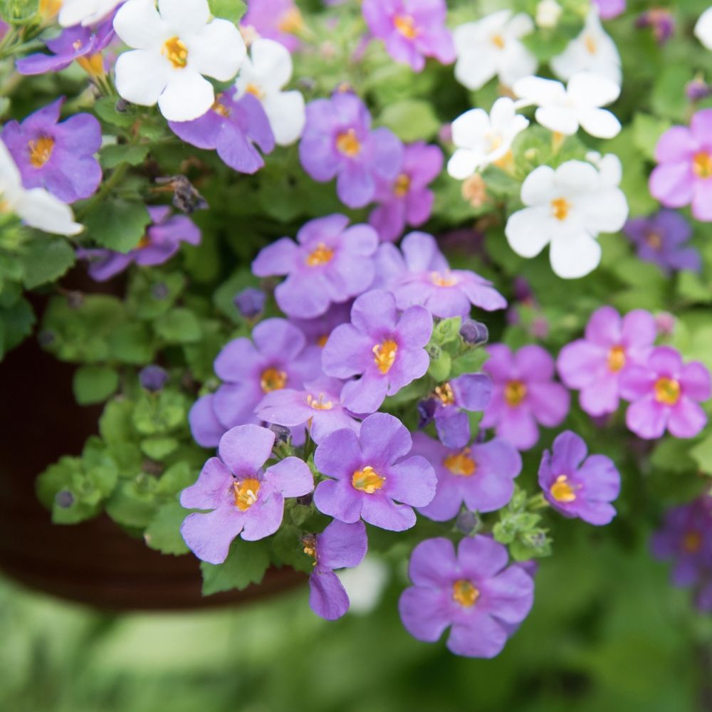 Bacopa GULLIVER Blue Sensation main product photo