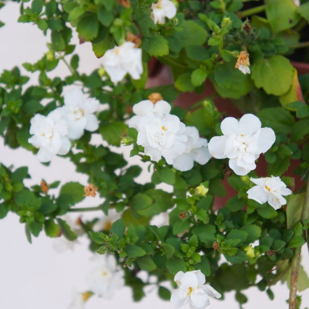 Bacopa Scopia Double Snowball main product photo