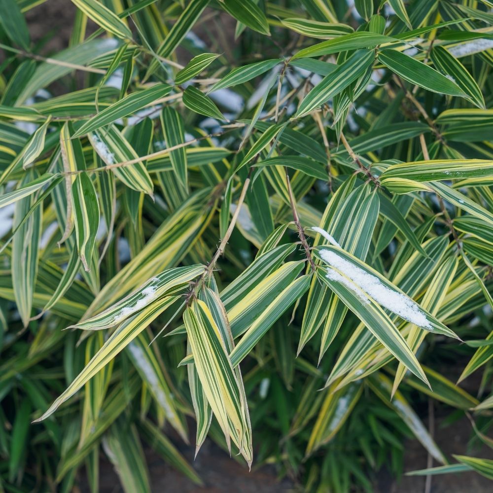 Bambù Sasa Masamuneana Albostriata main product photo