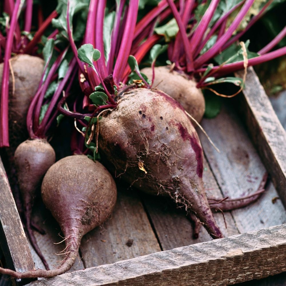 Barbabietola crapaudine main product photo