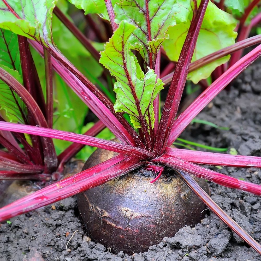 Barbabietola d'egitto main product photo