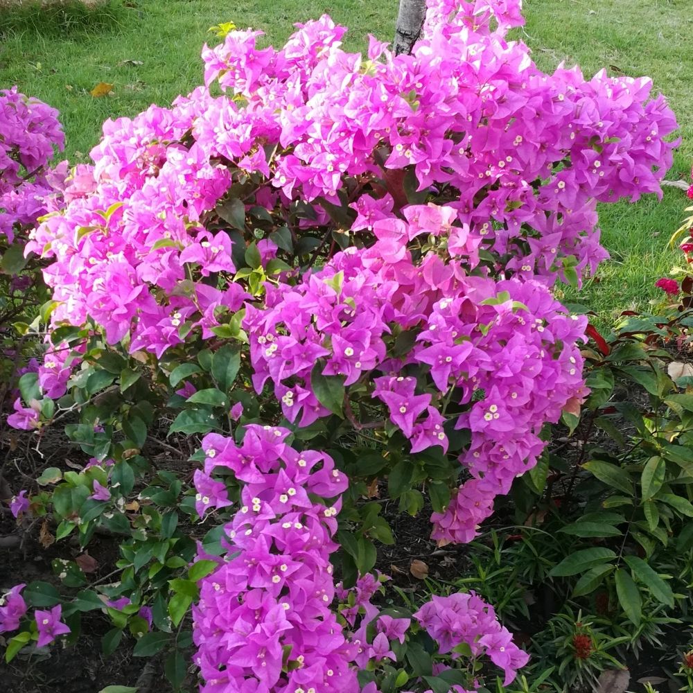Bougainvillea Violet de Mèze main product photo