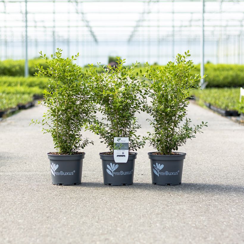 Bosso Betterbuxus Skylight main product photo