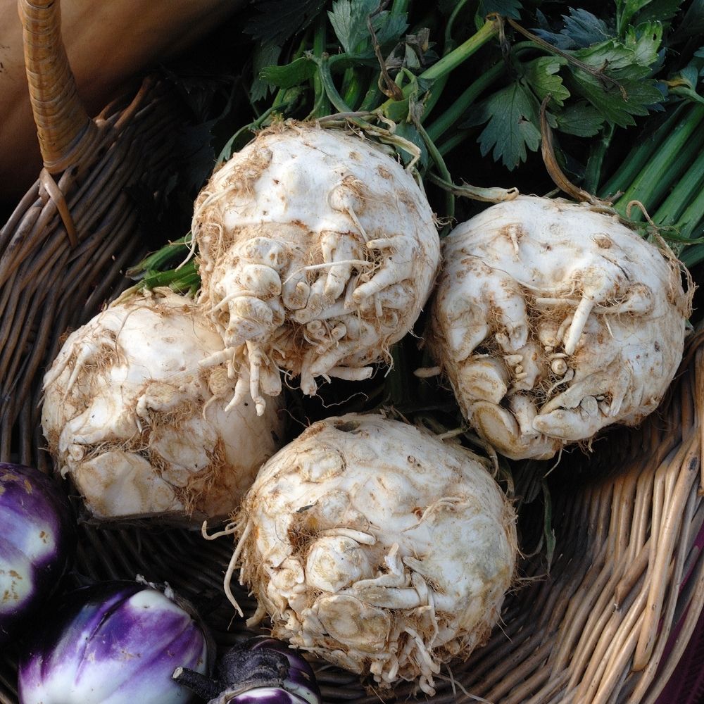 Sedano rapa ibis main product photo