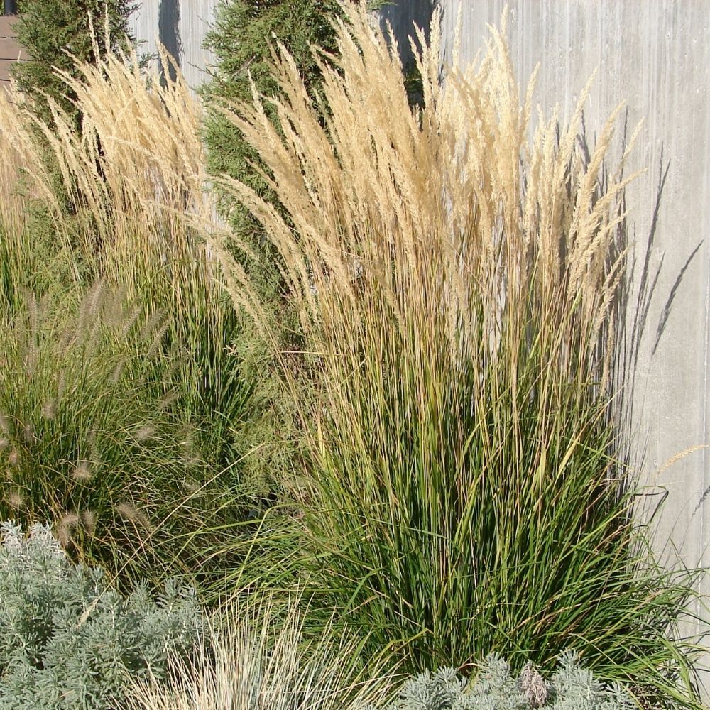 Graminacea Calamagrostis Karl Foerster main product photo