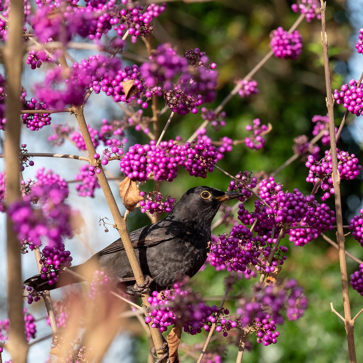 Callicarpa Imperial Pearl main product photo