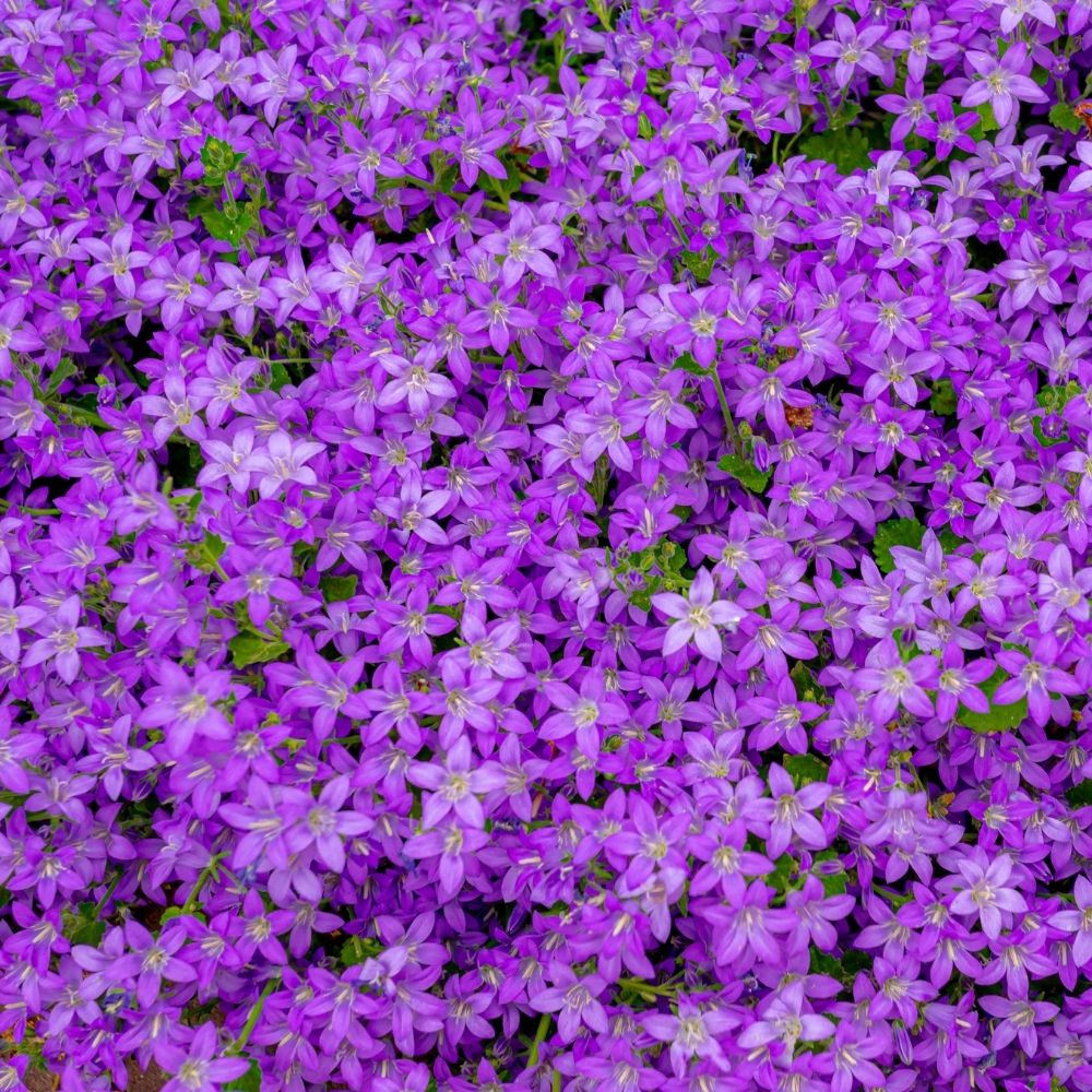 Campanula poscharskyana blu main product photo