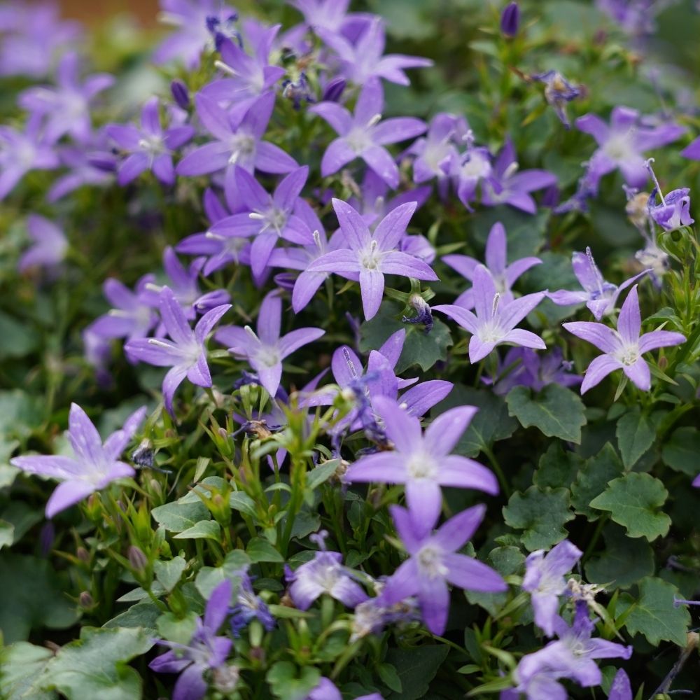 Campanule poscharskyana main product photo