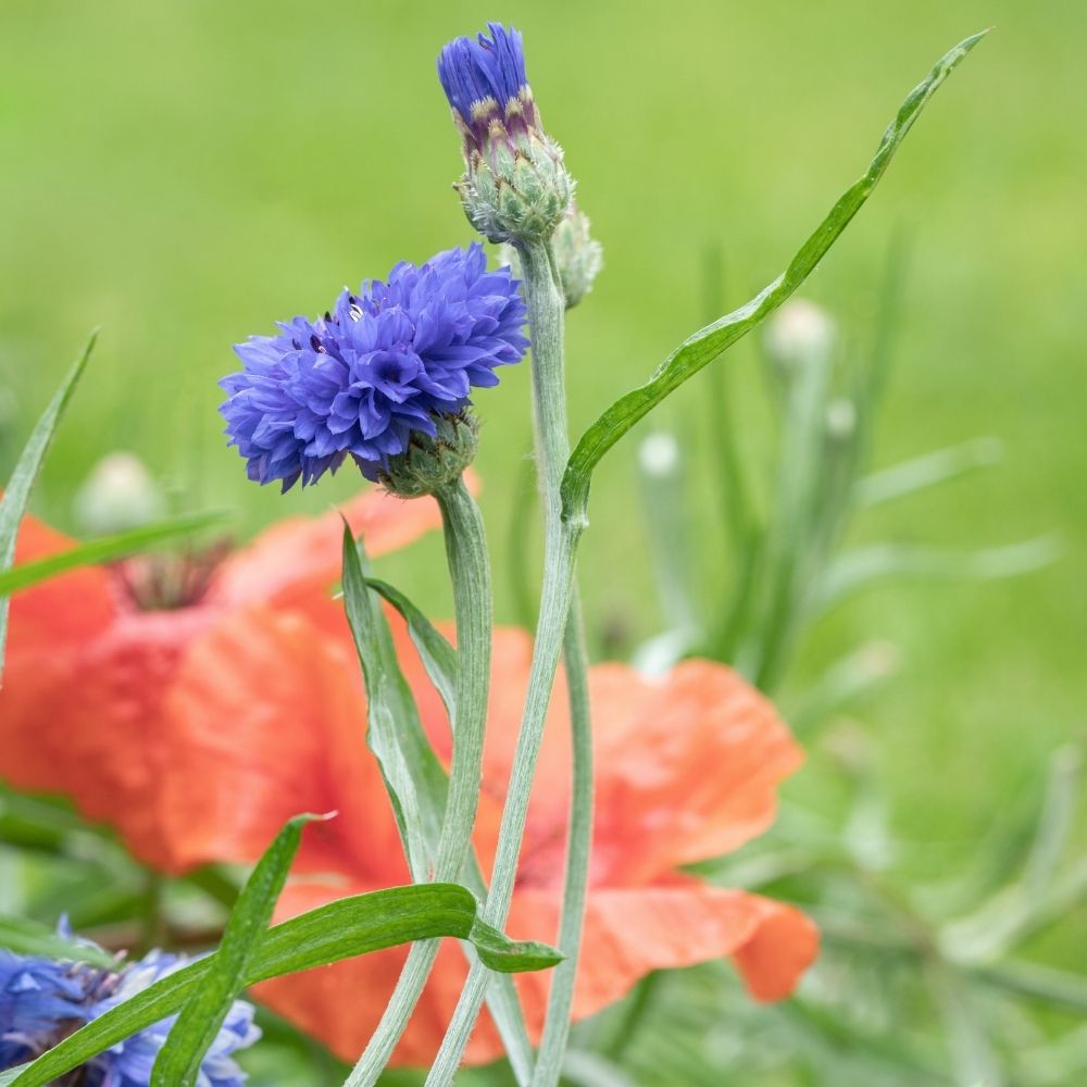 Fiordaliso doppio blu main product photo