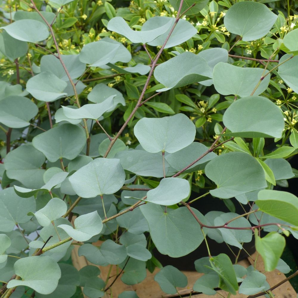 Albero di Giuda o Cercis griffithii Blue Lagoon main product photo