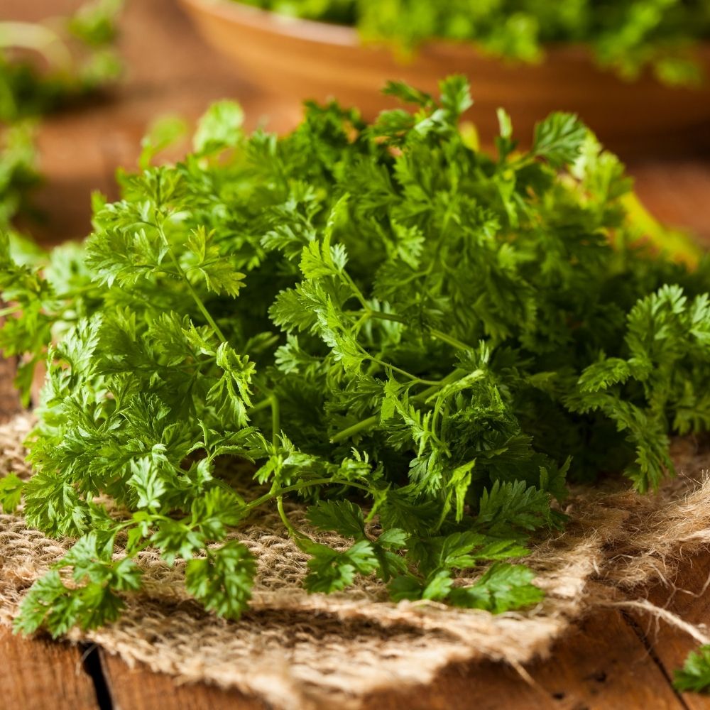 Cerfoglio Comune BIO main product photo