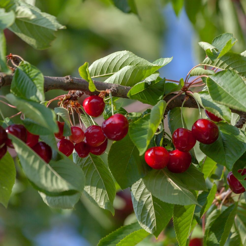 Ciliegio Bigarreau SWEETHEART ® Sumtare main product photo