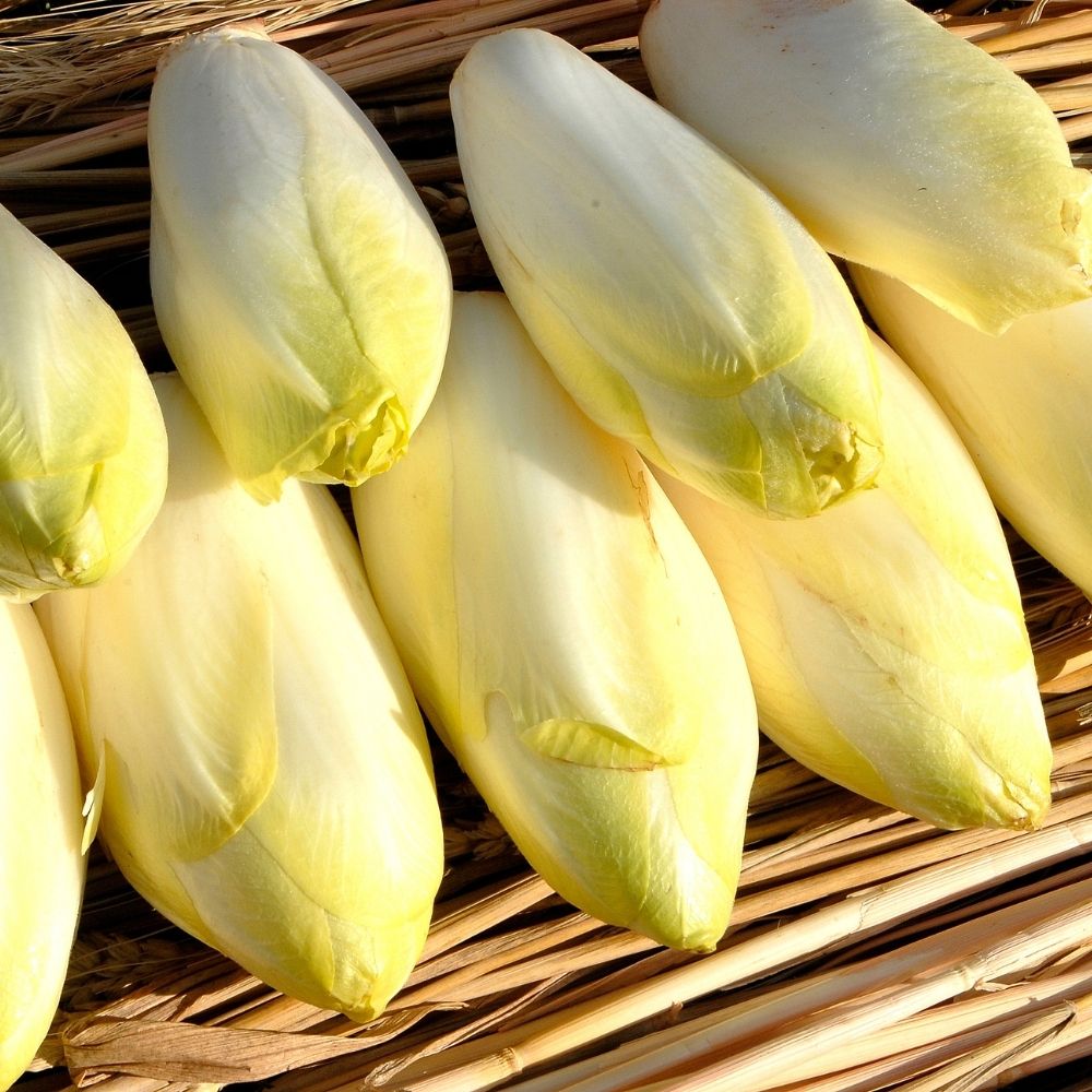 Cicoria indivia witloof crenoline HF1 main product photo