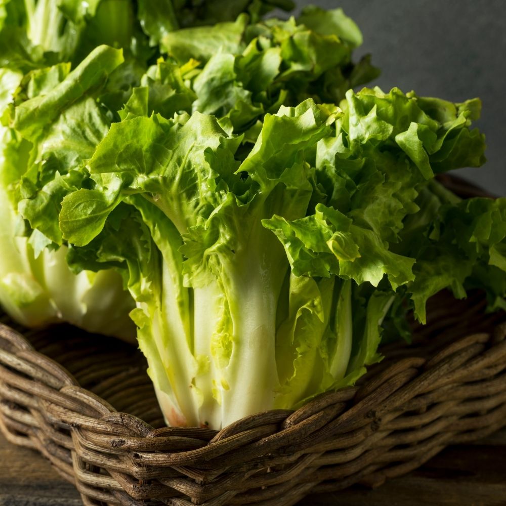 Cicoria scarola cornetto d'Anjou main product photo