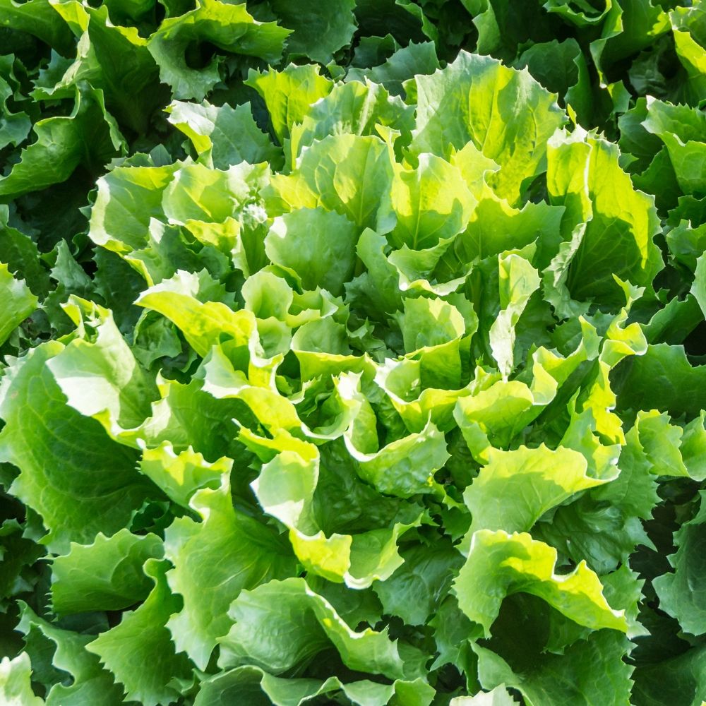 Cicoria scarola maruchka main product photo