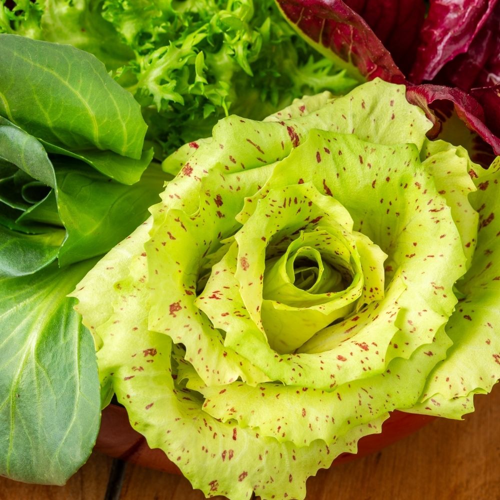 Cicoria a foglie selvagge in mix main product photo