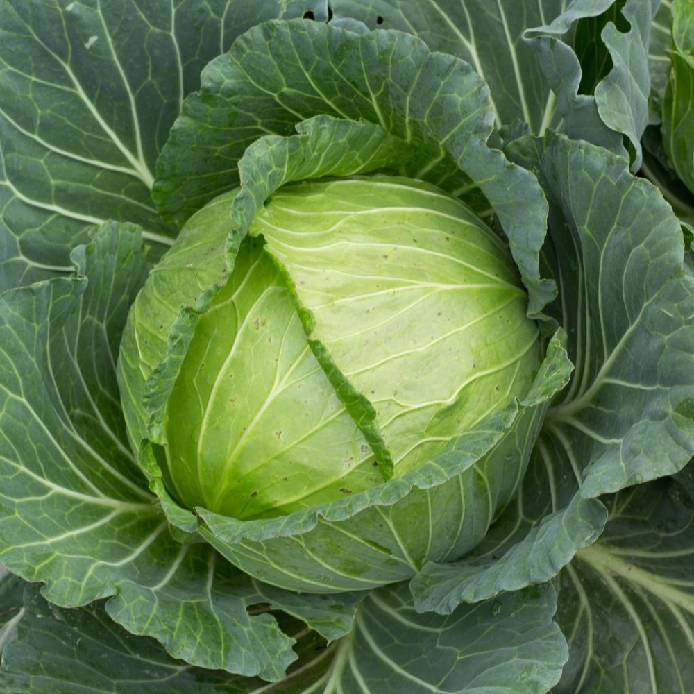 Cavolo Cappuccio Quintal d'Alsace main product photo