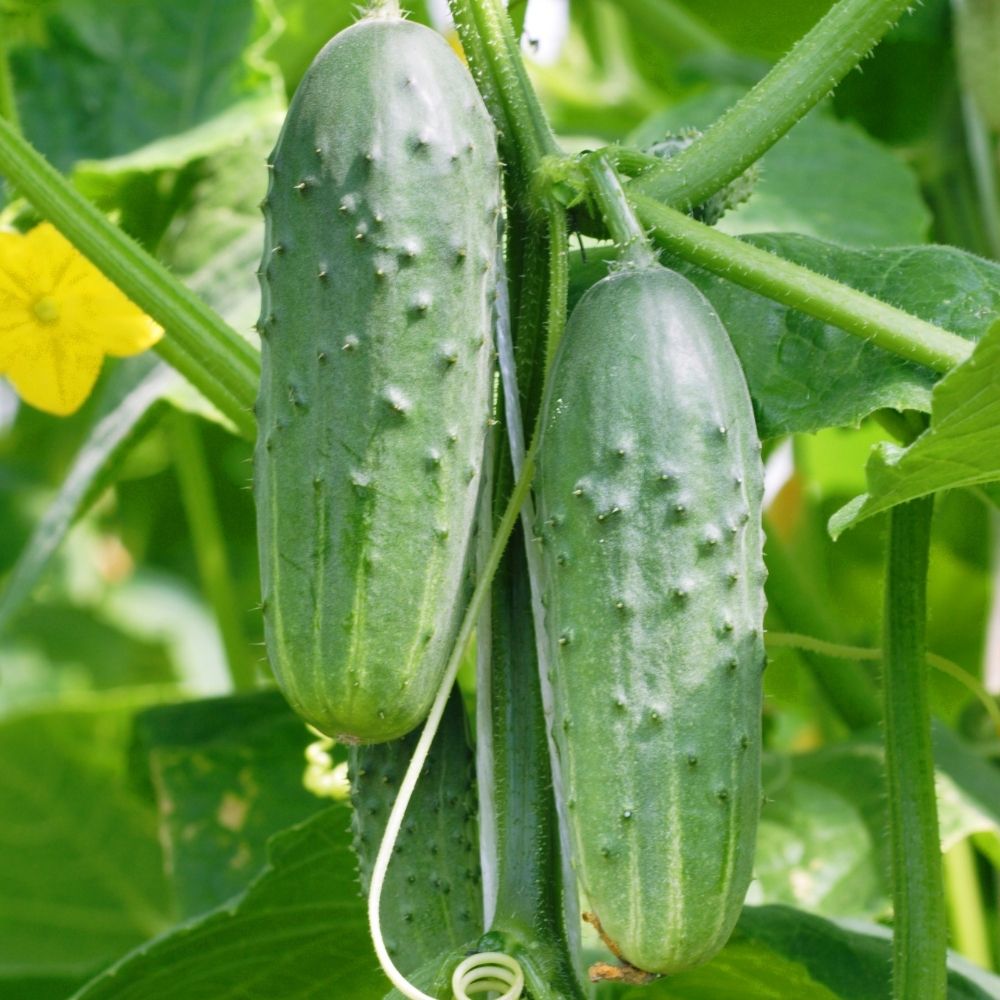 Cetriolo Marketmore 76 BIO main product photo