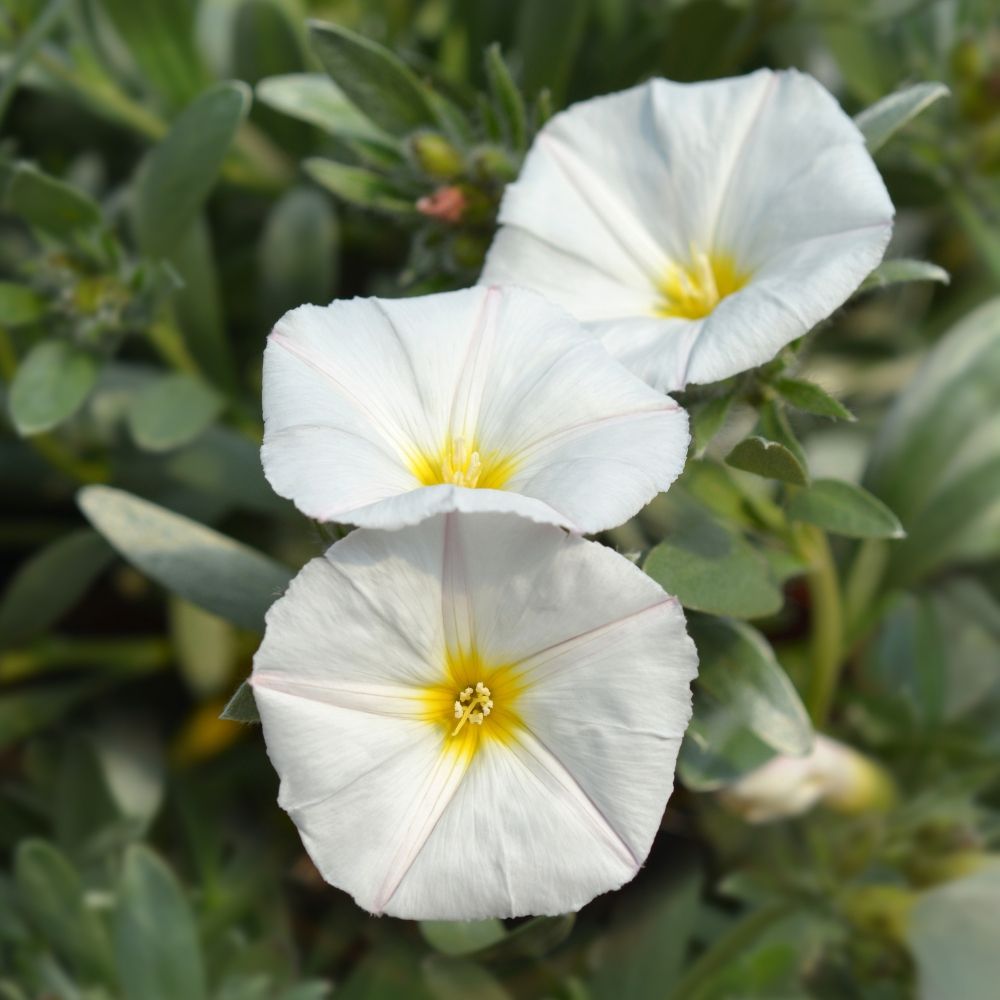 Convolvolo bianco o Convolvulus cneorum main product photo