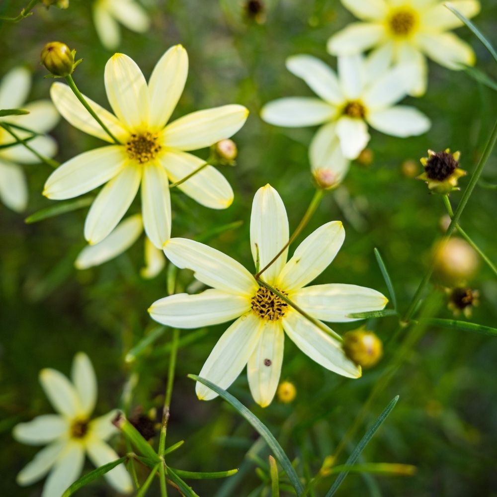 Coreopsis Moonbeam main product photo