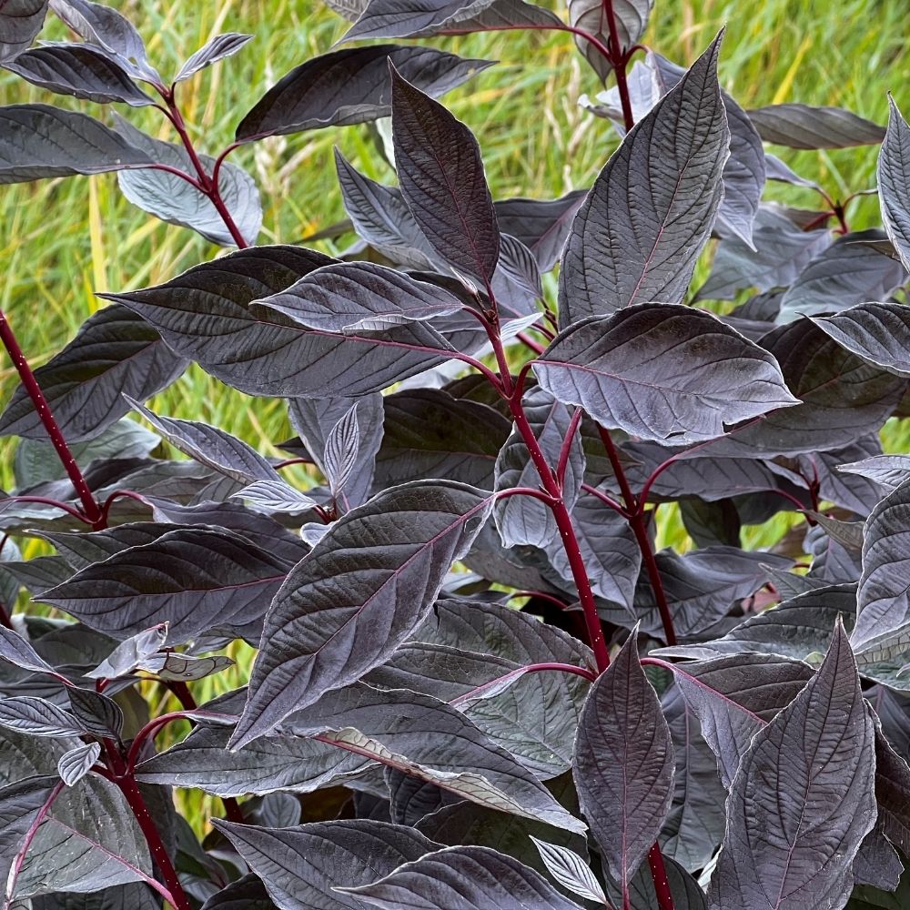 Corniolo bianco o Cornus alba NIGHTFALL® main product photo