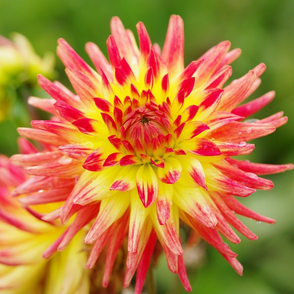 Dalia Cactus Uccello di Fuoco main product photo