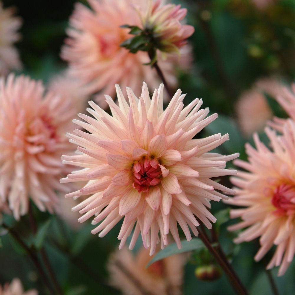 Dalia Cactus Preferenza main product photo
