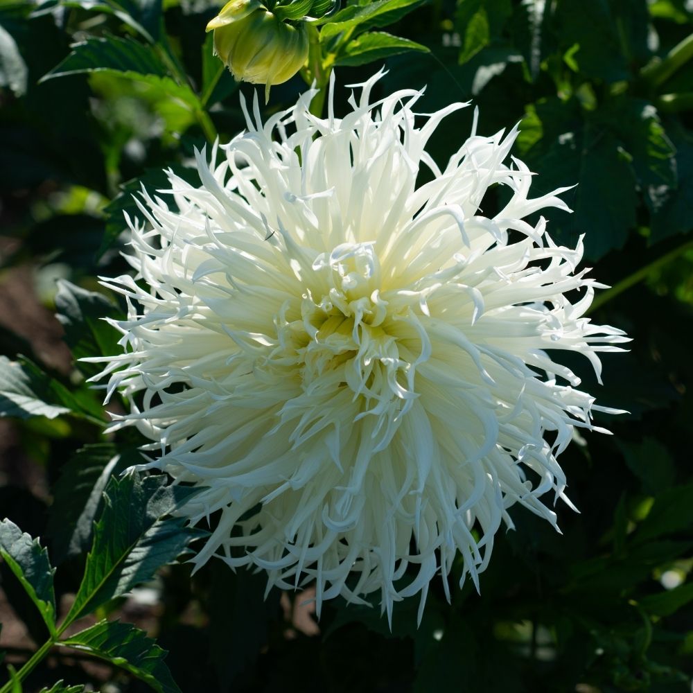 Dalia Cactus Tsuki Yori no Shisha main product photo