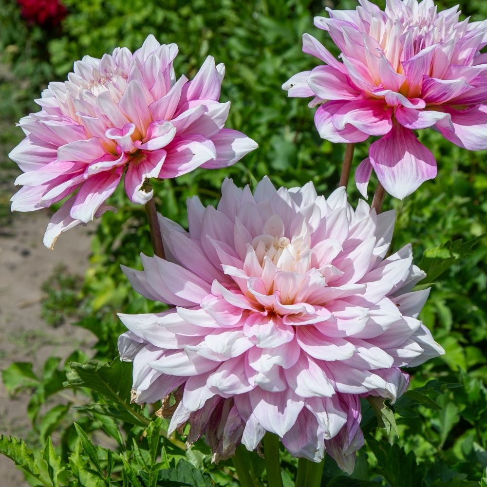 Dalia gigante Gitt's Perfection main product photo
