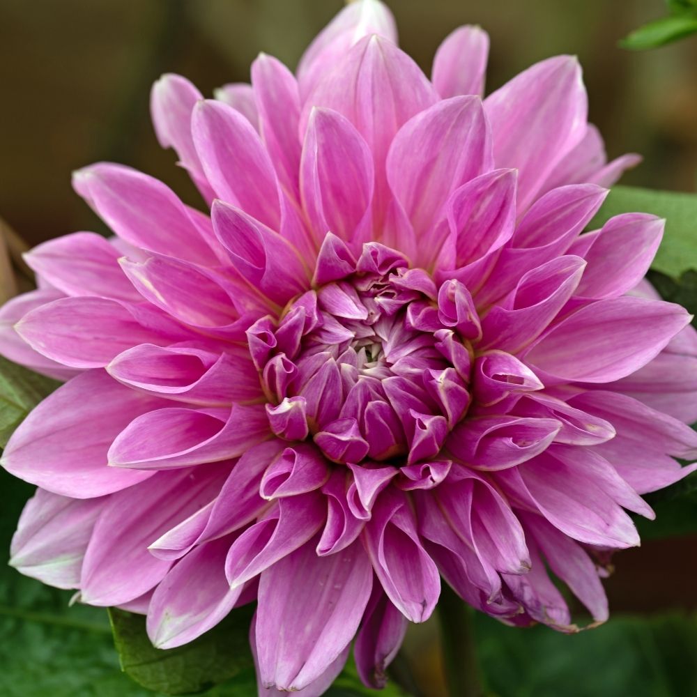 Dalia gigante Lavender Perfection main product photo