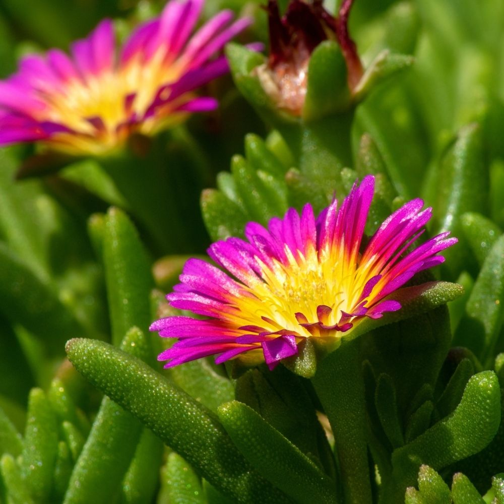 Delosperma Wheels of Wonder Hot Pink main product photo