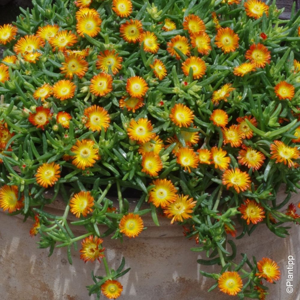 Delosperma Wheels of Wonder Arancio main product photo