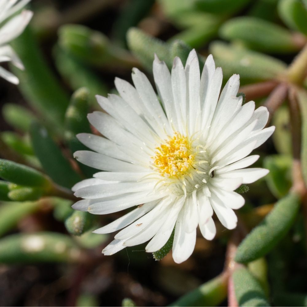 Delosperma Wheels of Wonder White main product photo