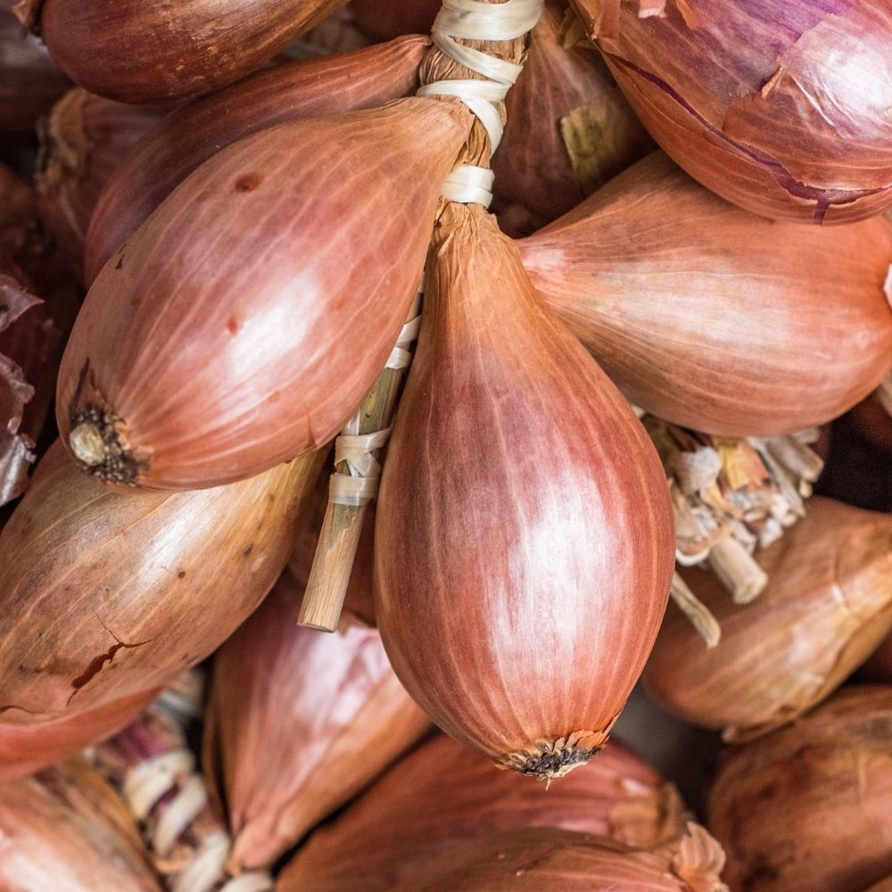 Scalogno Jermor main product photo