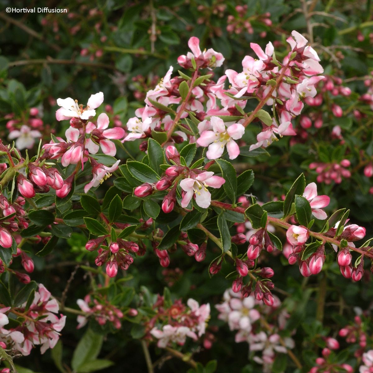 Escallonia Apple Blossom main product photo