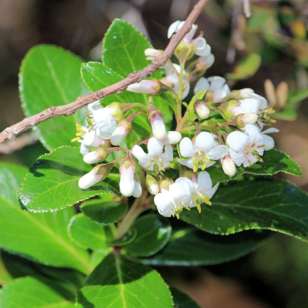 Escallonia Iveyi main product photo