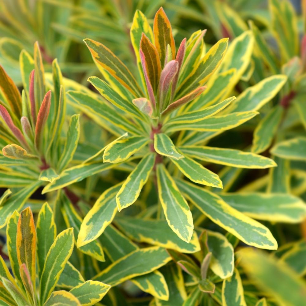 Euforbia di Martin, Euphorbia x martinii Ascot Rainbow main product photo