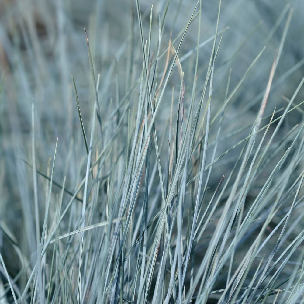Festuca blu o Festica glauca Intense Blue main product photo