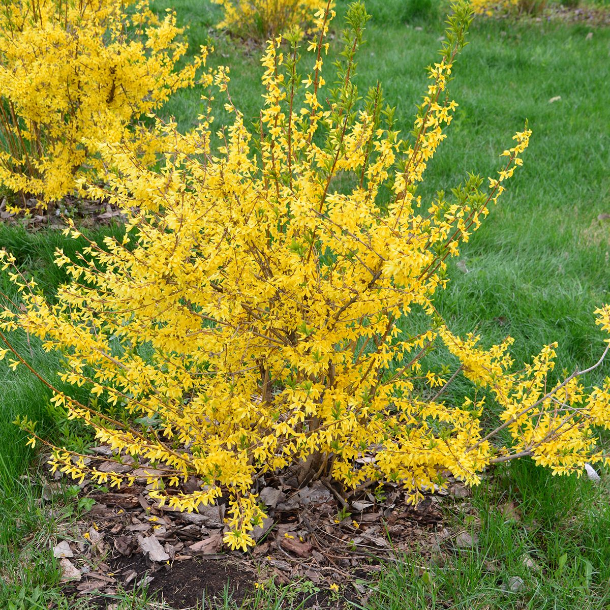Forsizia o Forsythia Marée d'Or main product photo